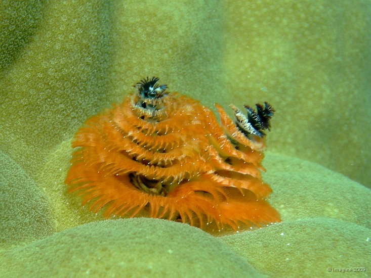 77- Ver orange-blanc-noir (Spirobranchus giganteus).JPG